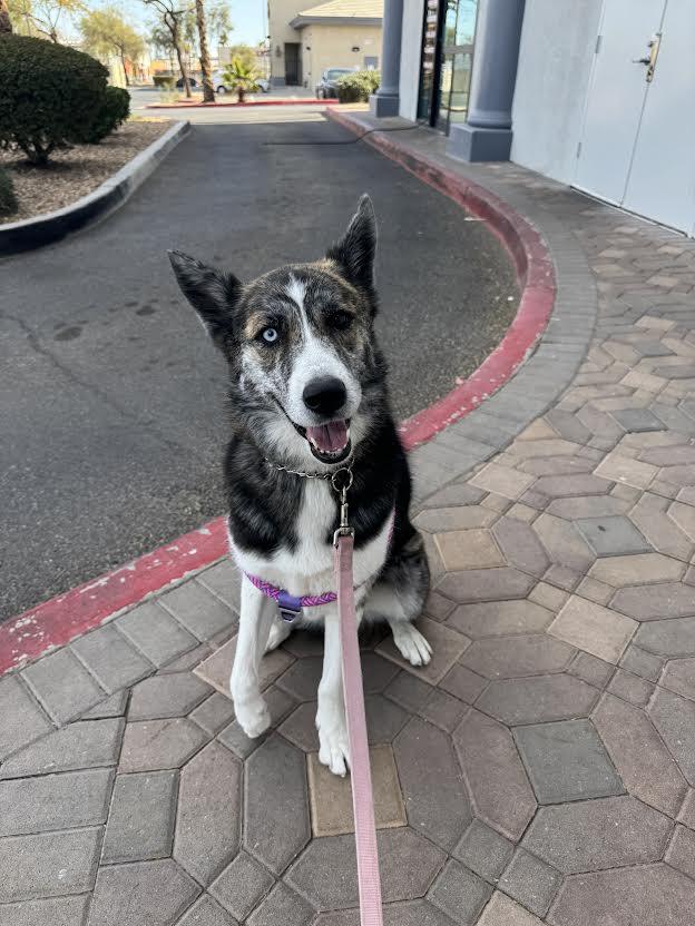 Xena, a Adoptable mixed breed in Las Vegas, NV image 3/4