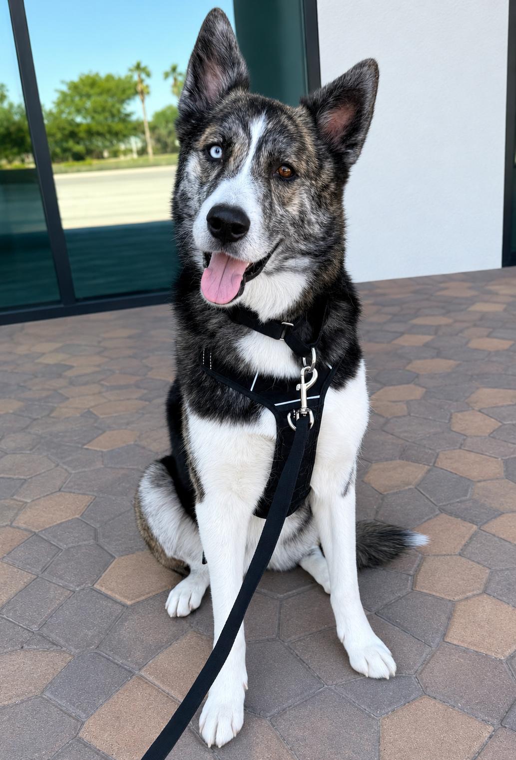 Xena, Adoptable, Adult Female Akita.