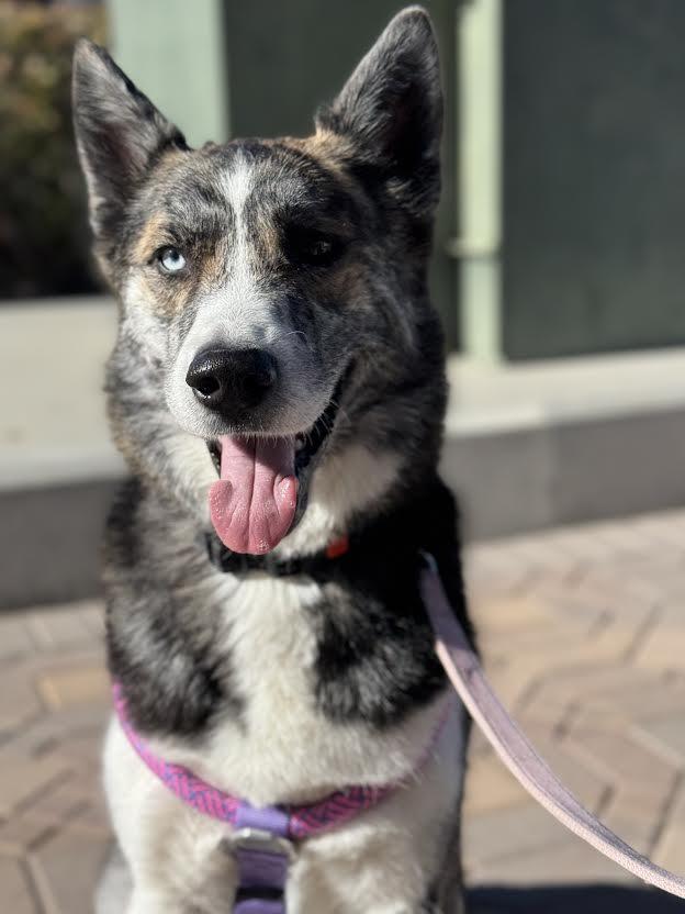 Xena, a Adoptable mixed breed in Las Vegas, NV image 4/4