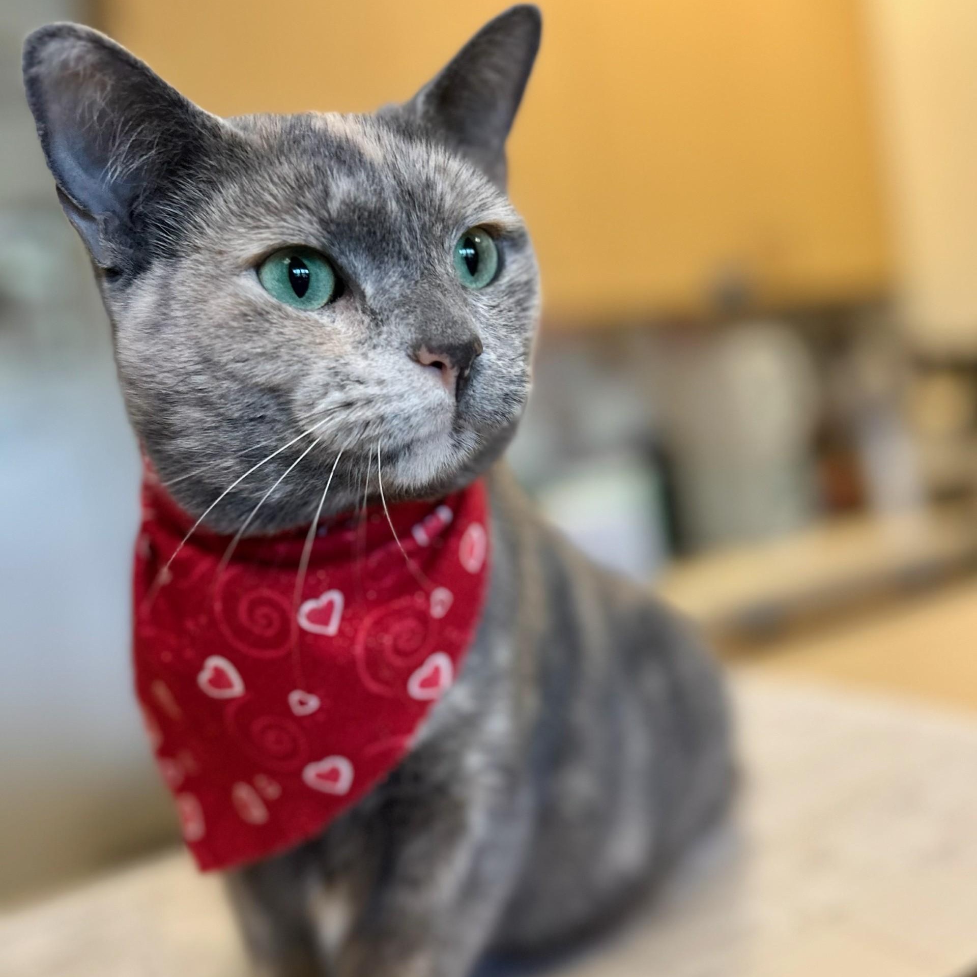 Valerie, ADOPTABLE, Young Female Domestic Short Hair.