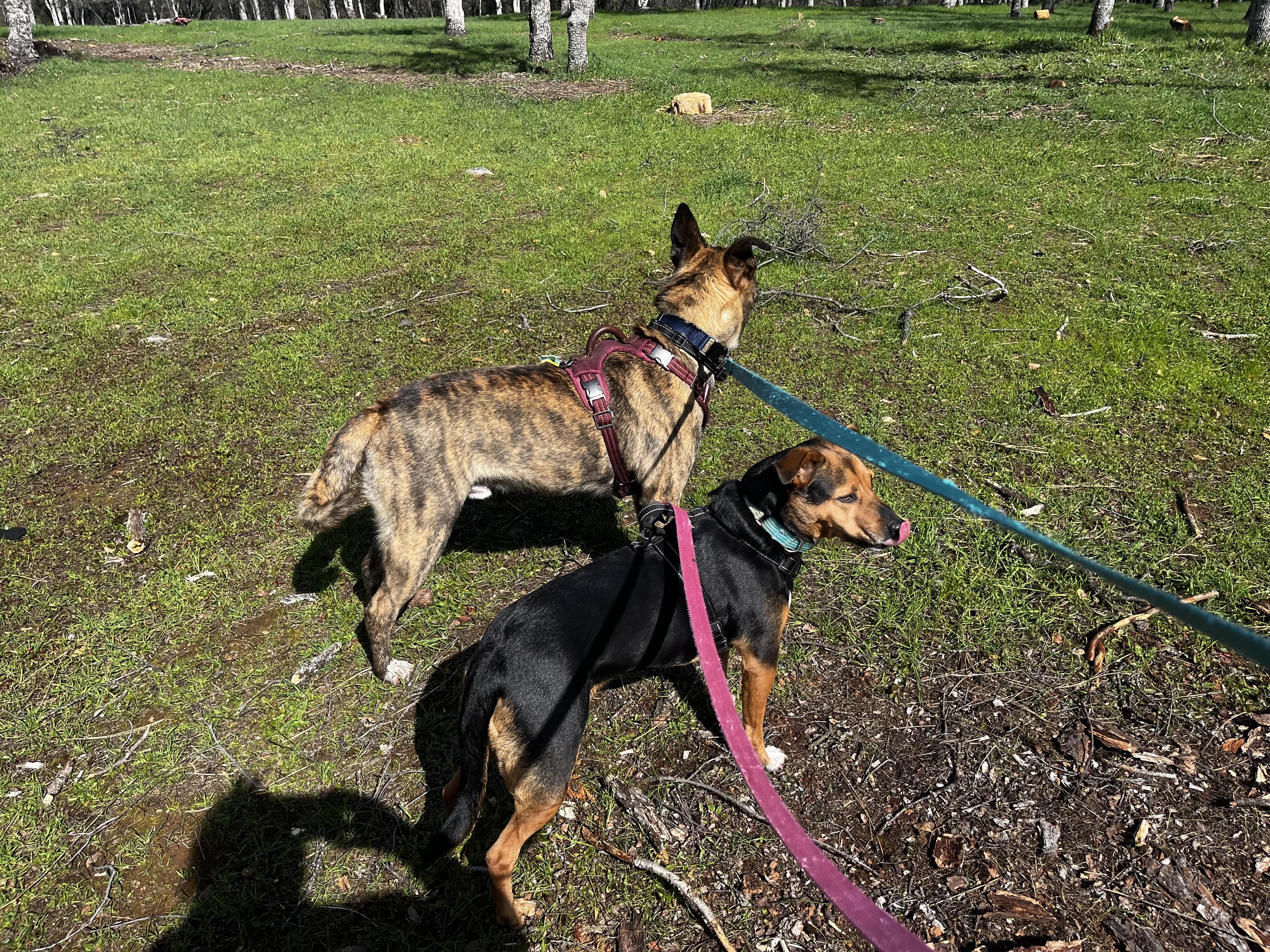 Kona, a Adoptable mixed breed in Rocklin , CA image 4/6