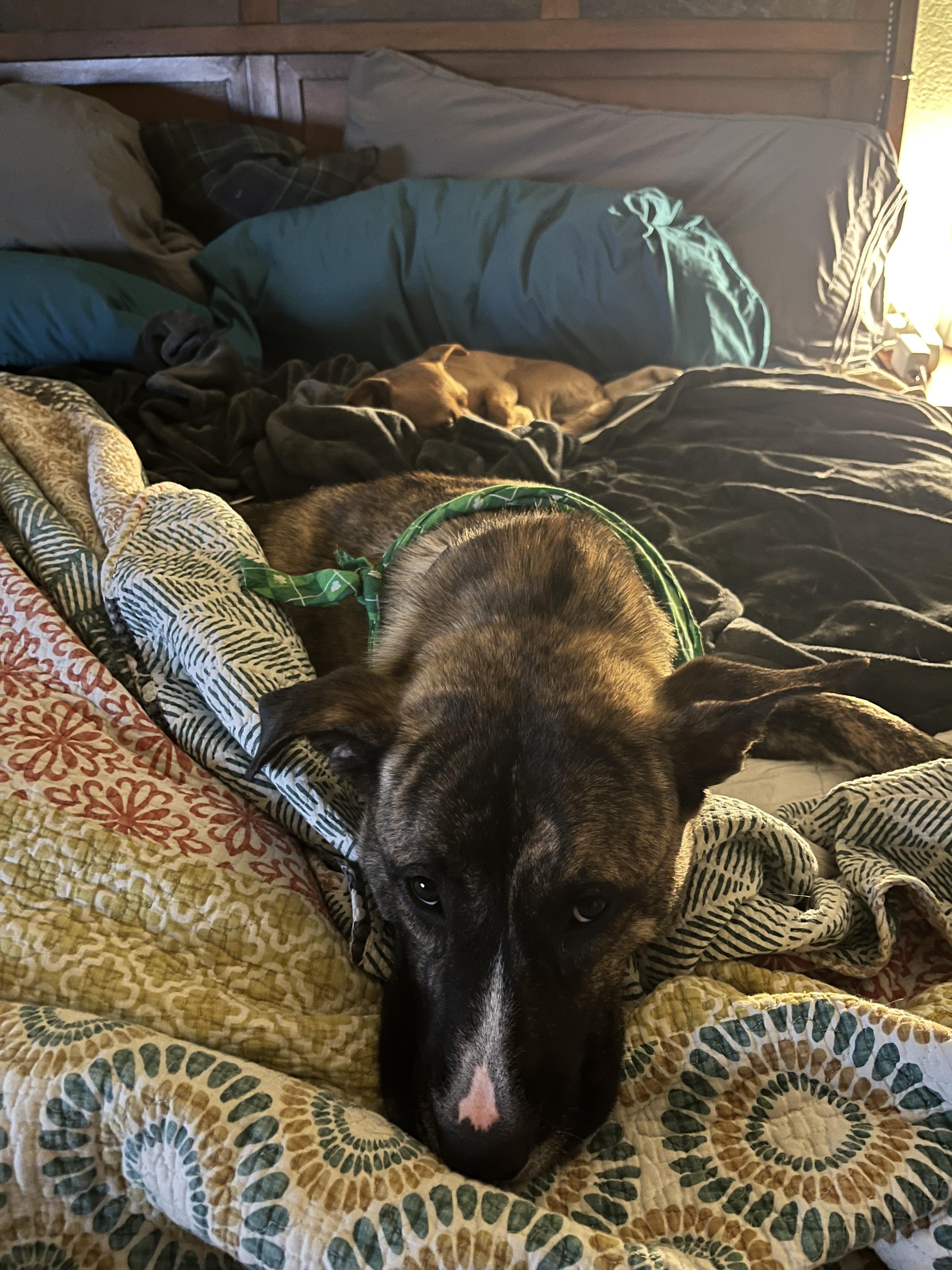 Kona, a Adoptable mixed breed in Rocklin , CA image 6/6