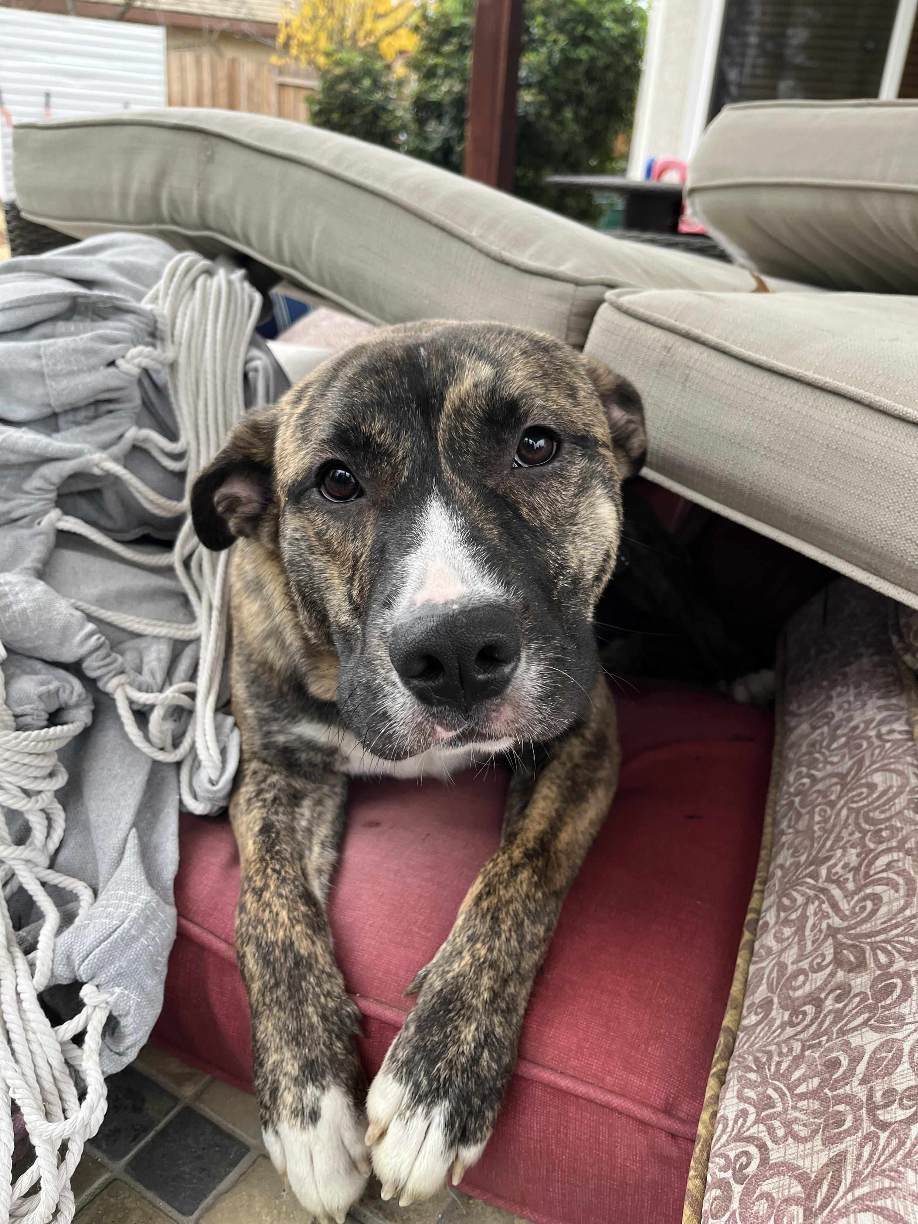 Kona, a Adoptable mixed breed in Rocklin , CA image 1/6