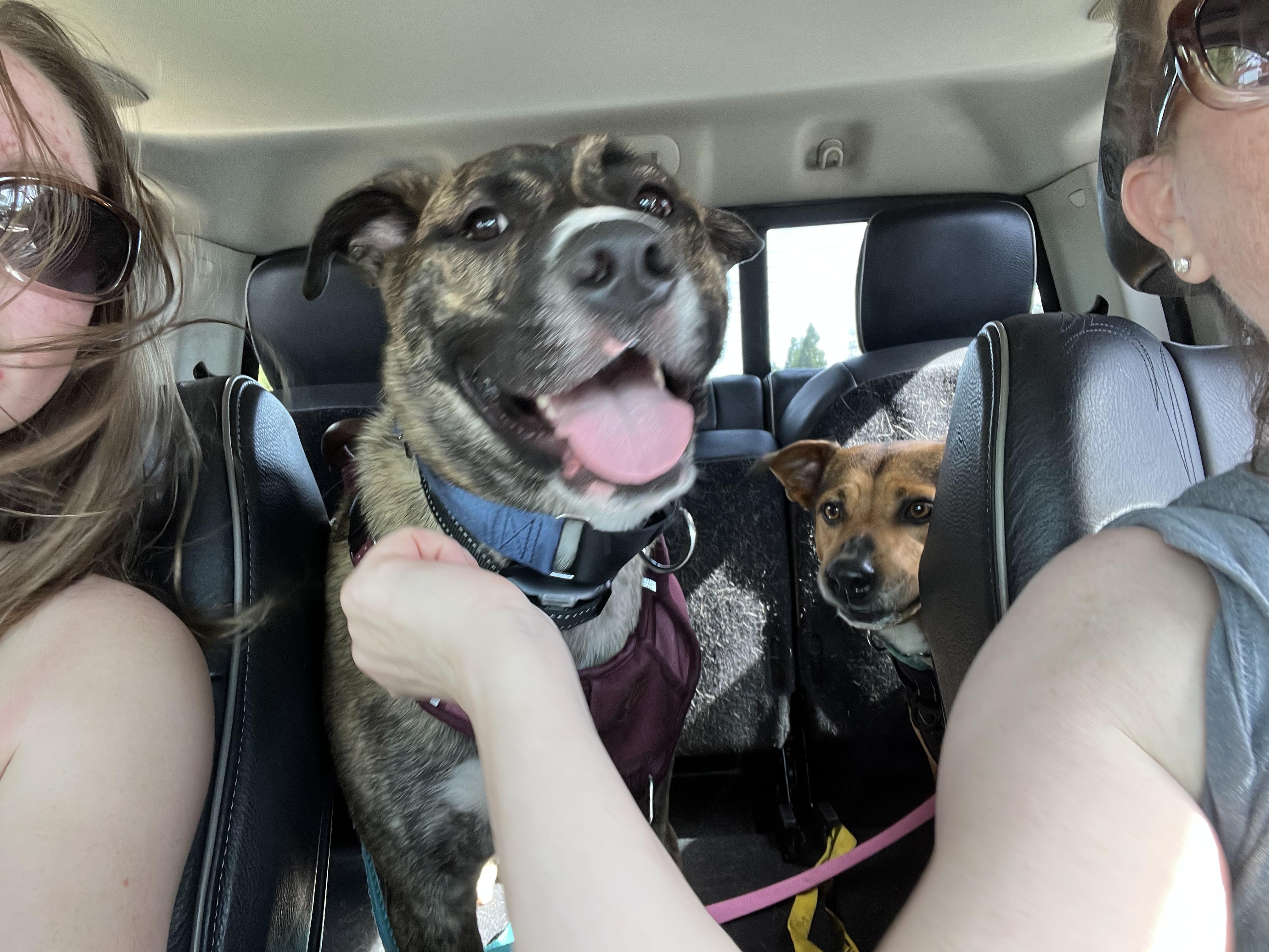 Kona, a Adoptable mixed breed in Rocklin , CA image 5/6