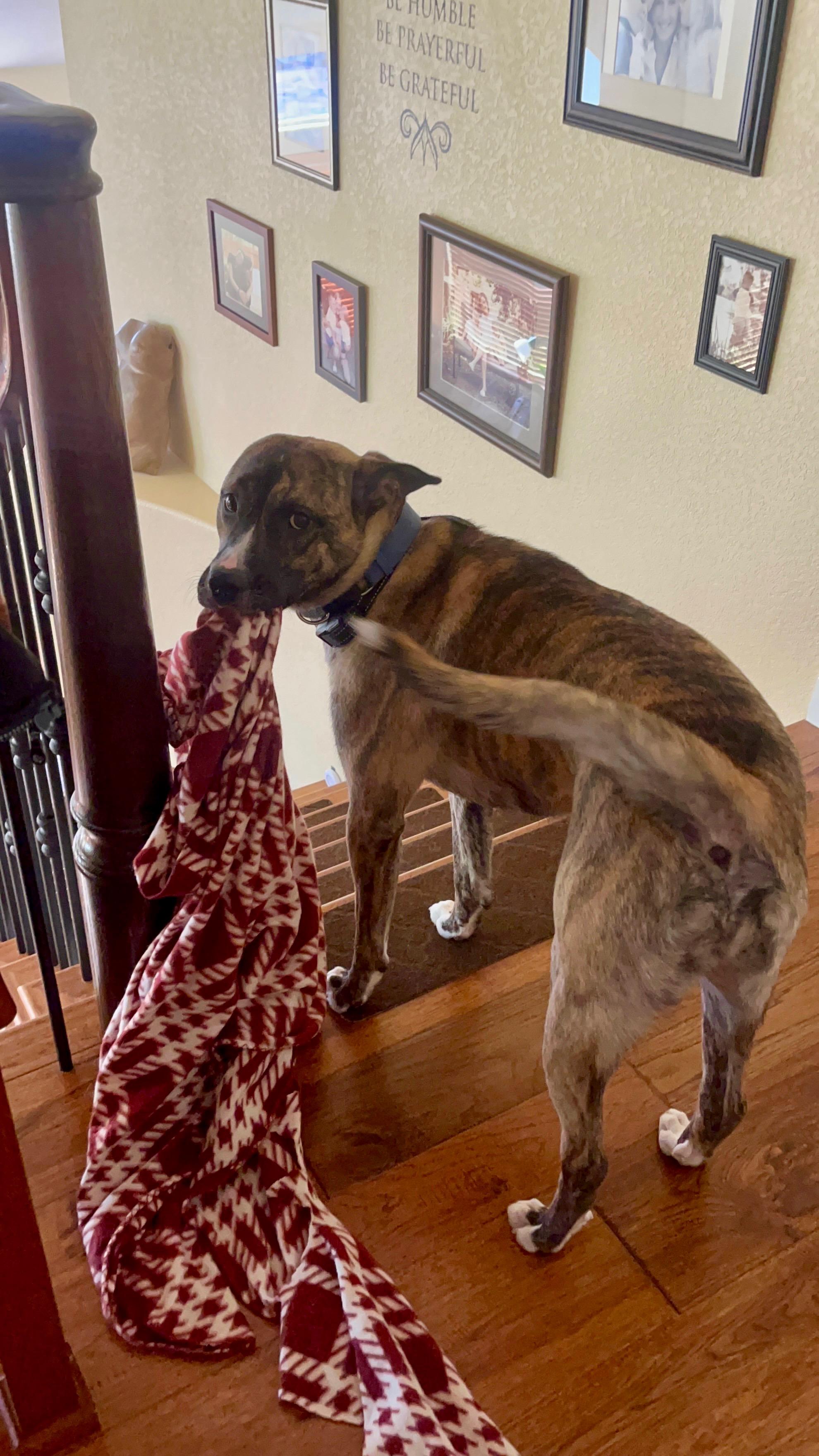 Kona, a Adoptable mixed breed in Rocklin , CA image 2/6