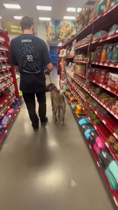 Enlarge Kona, a Adoptable mixed breed in Rocklin , CA video 3/6