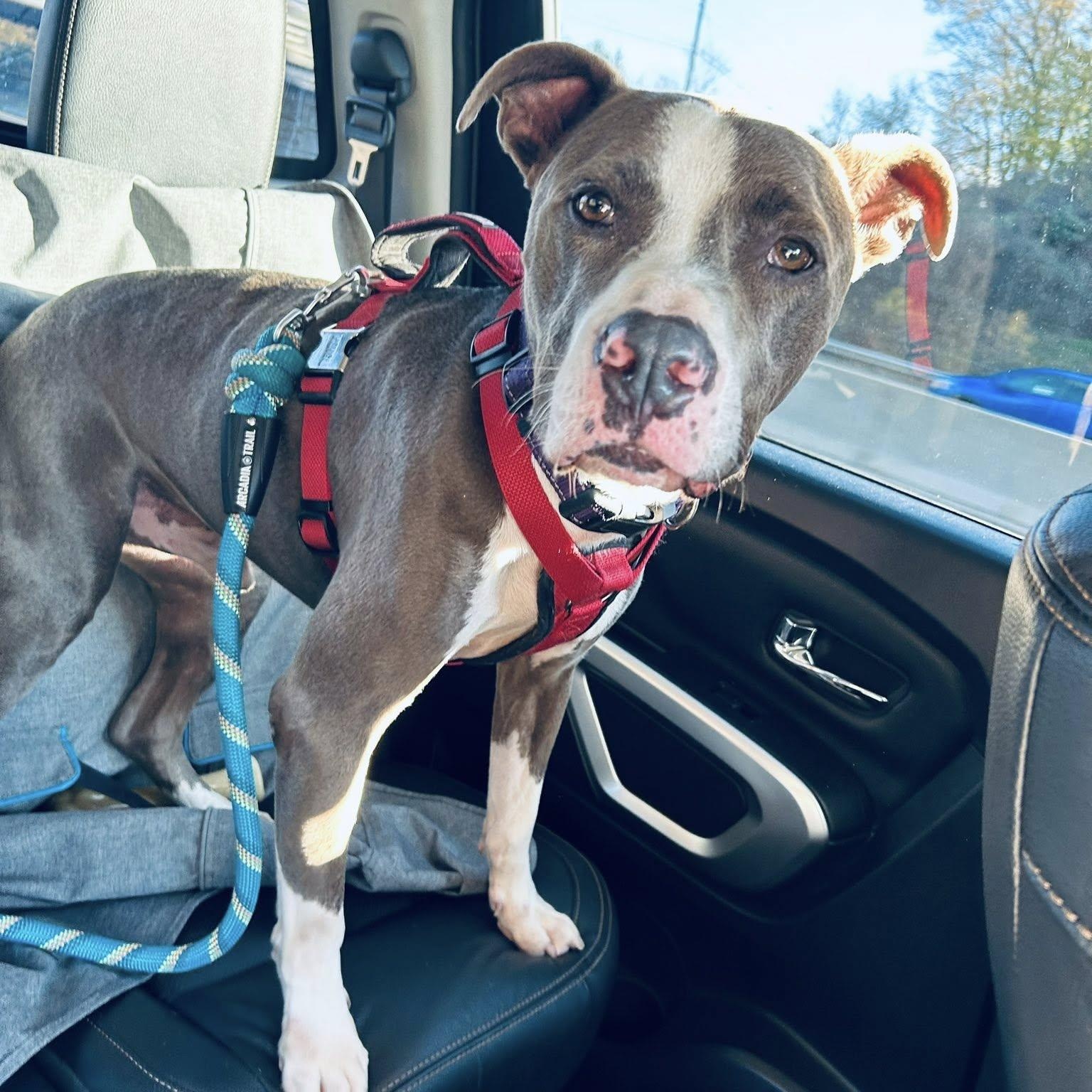 Dozer, Adoptable, Adult Male Pit Bull Terrier.