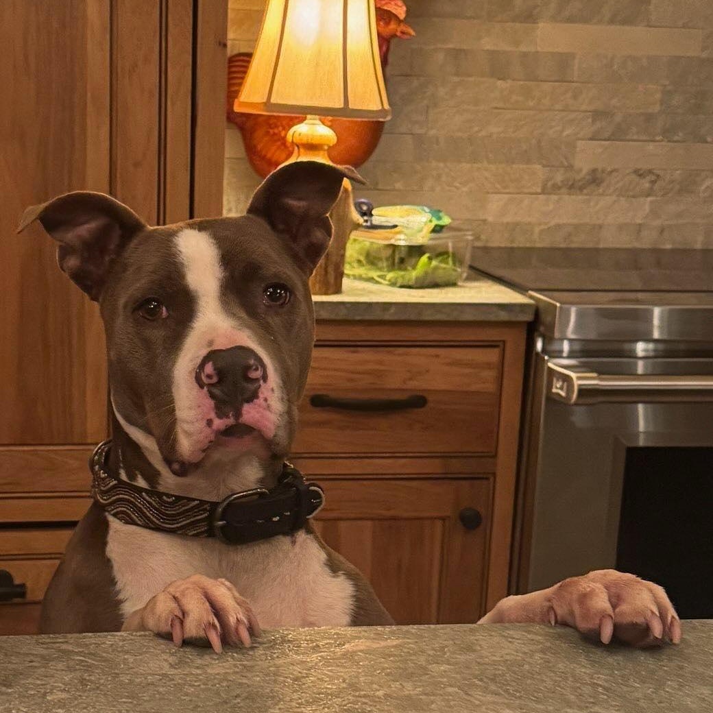 Enlarge Dozer, a Adoptable mixed breed in North Dighton, MA image 2/3