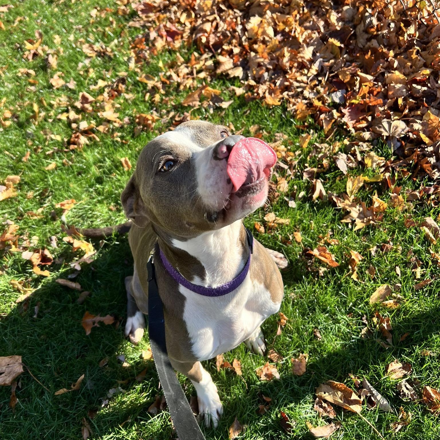 Enlarge Dozer, a Adoptable mixed breed in North Dighton, MA image 3/3