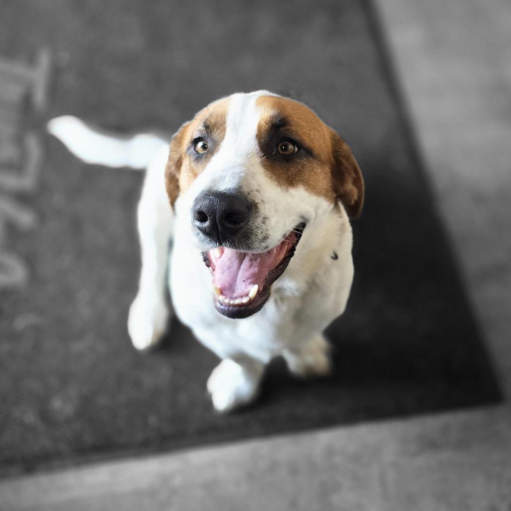 Leo, Adoptable, Adult Male Basset Hound & Mixed Breed.