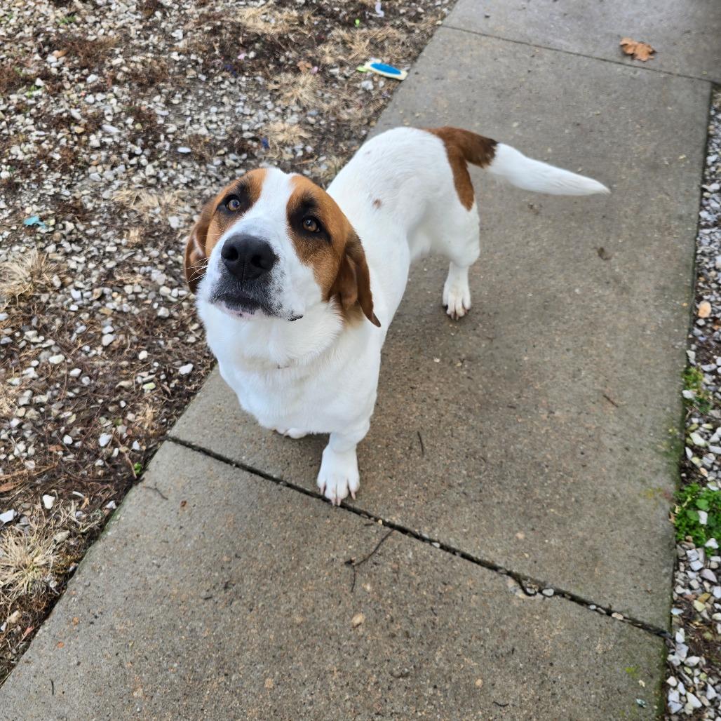 Enlarge Leo, a Adoptable mixed breed in Aurora, MO image 2/6