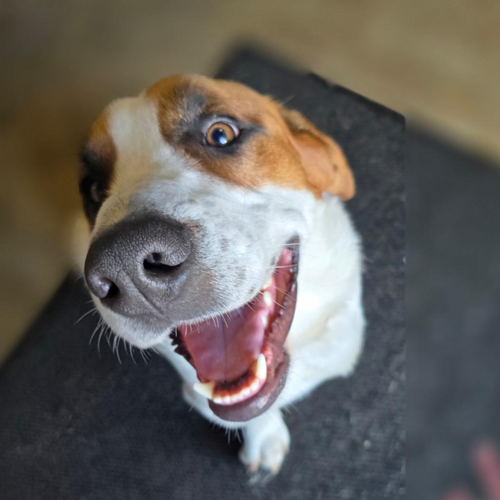 Enlarge Leo, a Adoptable mixed breed in Aurora, MO image 3/6