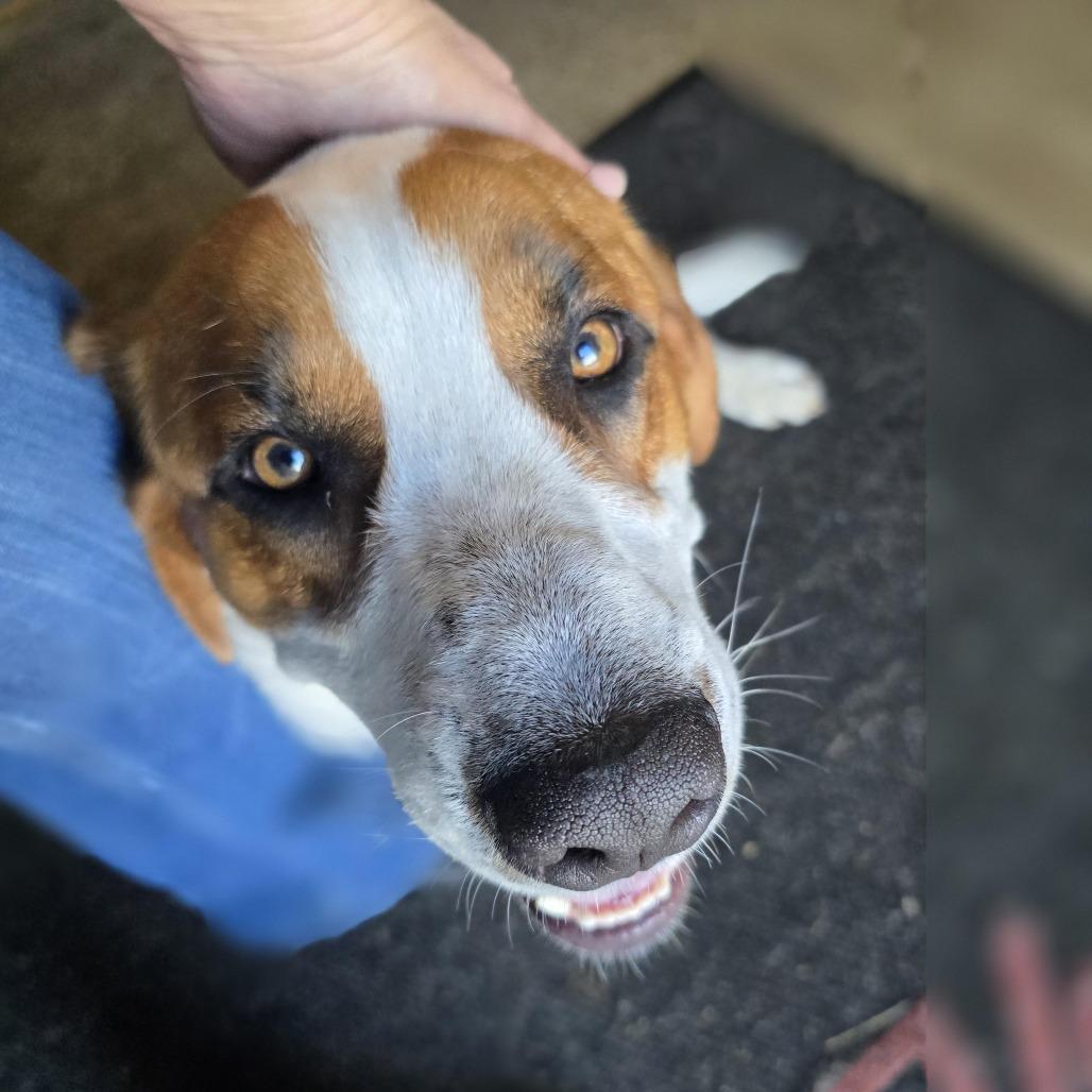 Enlarge Leo, a Adoptable mixed breed in Aurora, MO image 4/6