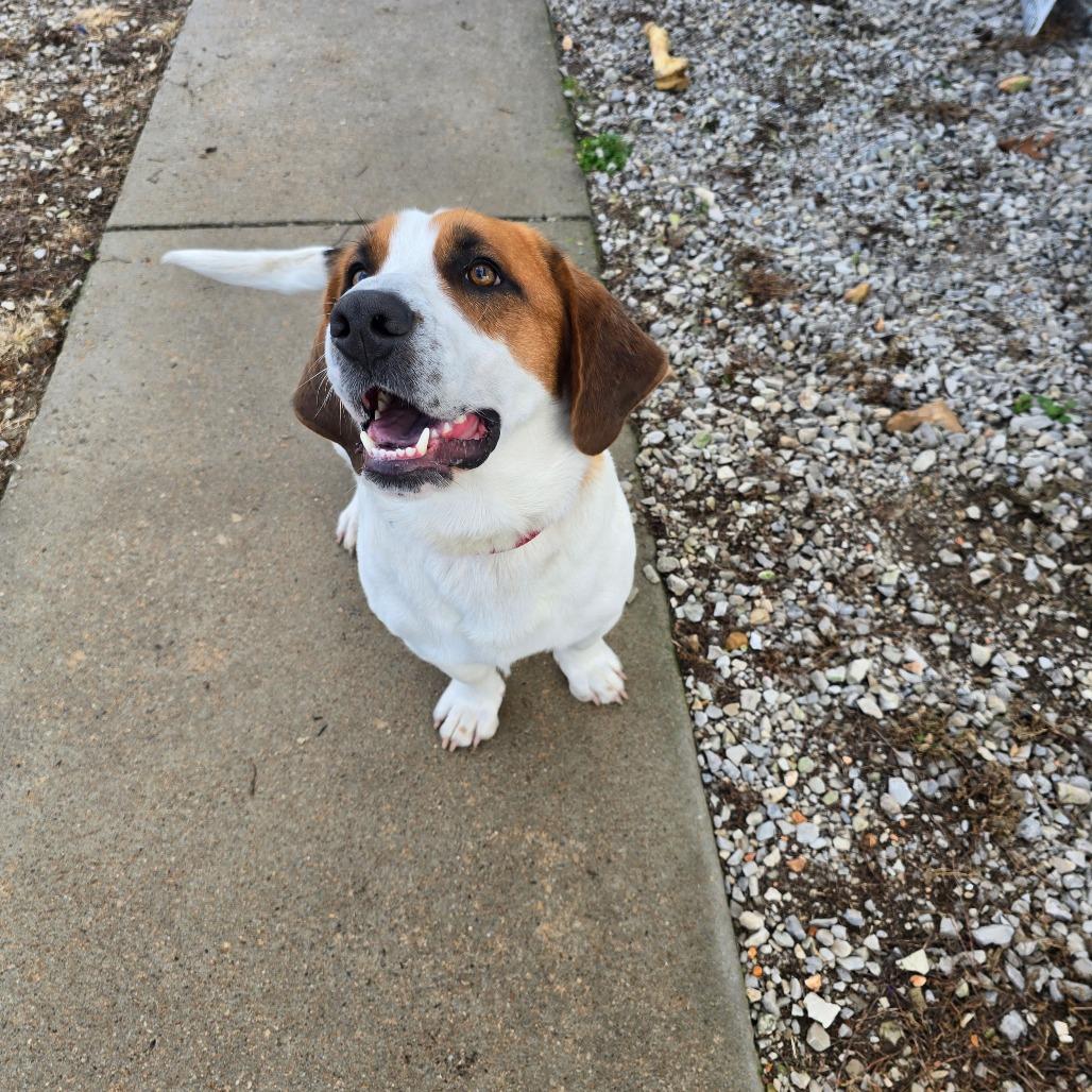 Enlarge Leo, a Adoptable mixed breed in Aurora, MO image 5/6