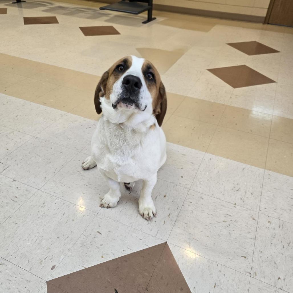 Enlarge Leo, a Adoptable mixed breed in Aurora, MO image 6/6