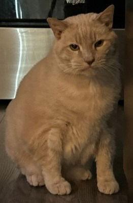 Chai, Adoptable, Adult Male Domestic Short Hair.