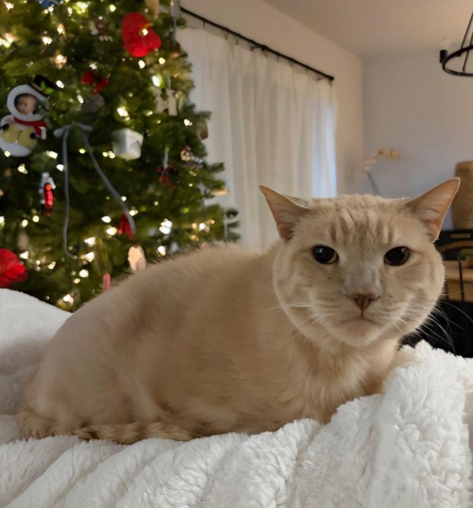 Enlarge Chai, a Adoptable Domestic Short Hair in Battle Ground, WA image 3/3