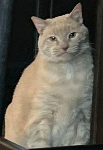 Enlarge Chai, a Adoptable Domestic Short Hair in Battle Ground, WA image 2/3