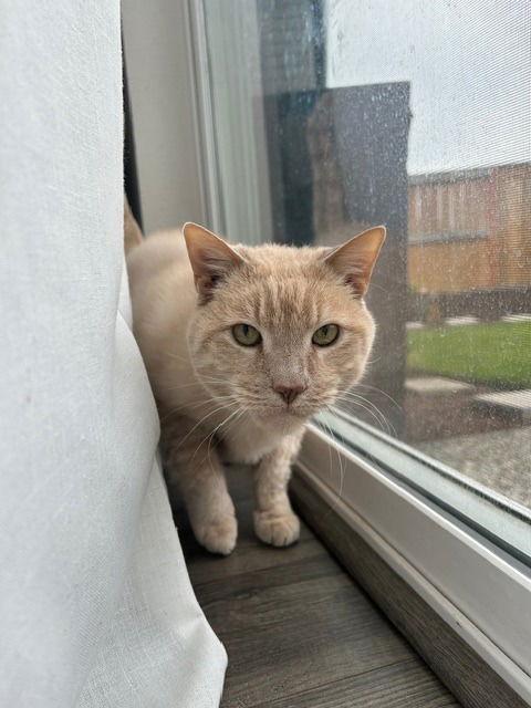 Enlarge Chai, a Adoptable Domestic Short Hair in Battle Ground, WA image 3/3