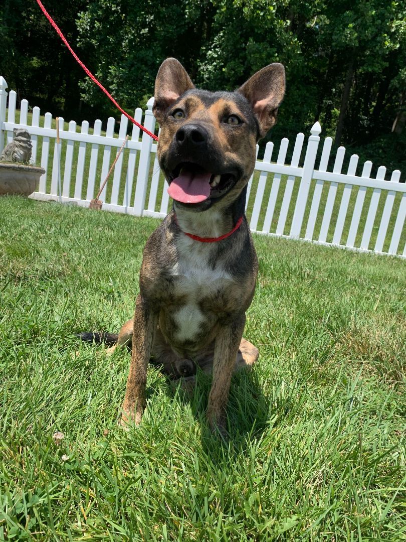 Ozzy, an adopted Hound Mix in Mount Airy, NC_image-1