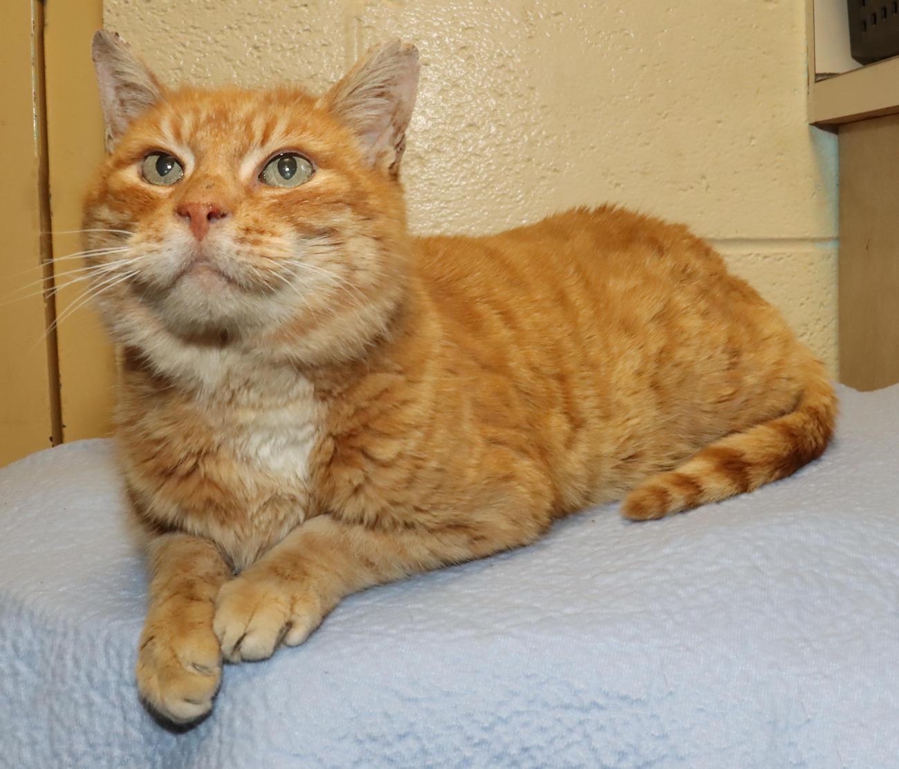 Enlarge Preston, an adopted Domestic Short Hair in Euclid, OH image 4/6