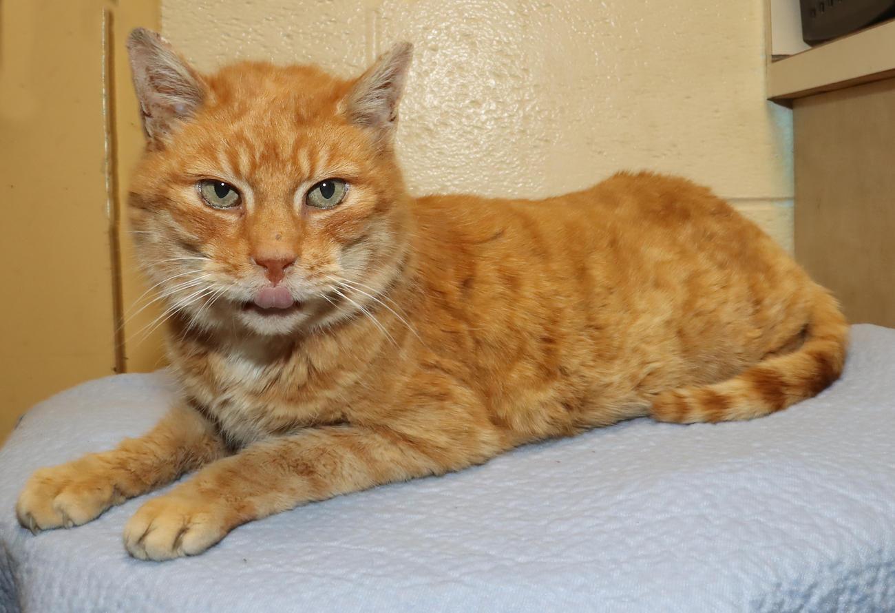 Enlarge Preston, an adopted Domestic Short Hair in Euclid, OH image 5/6