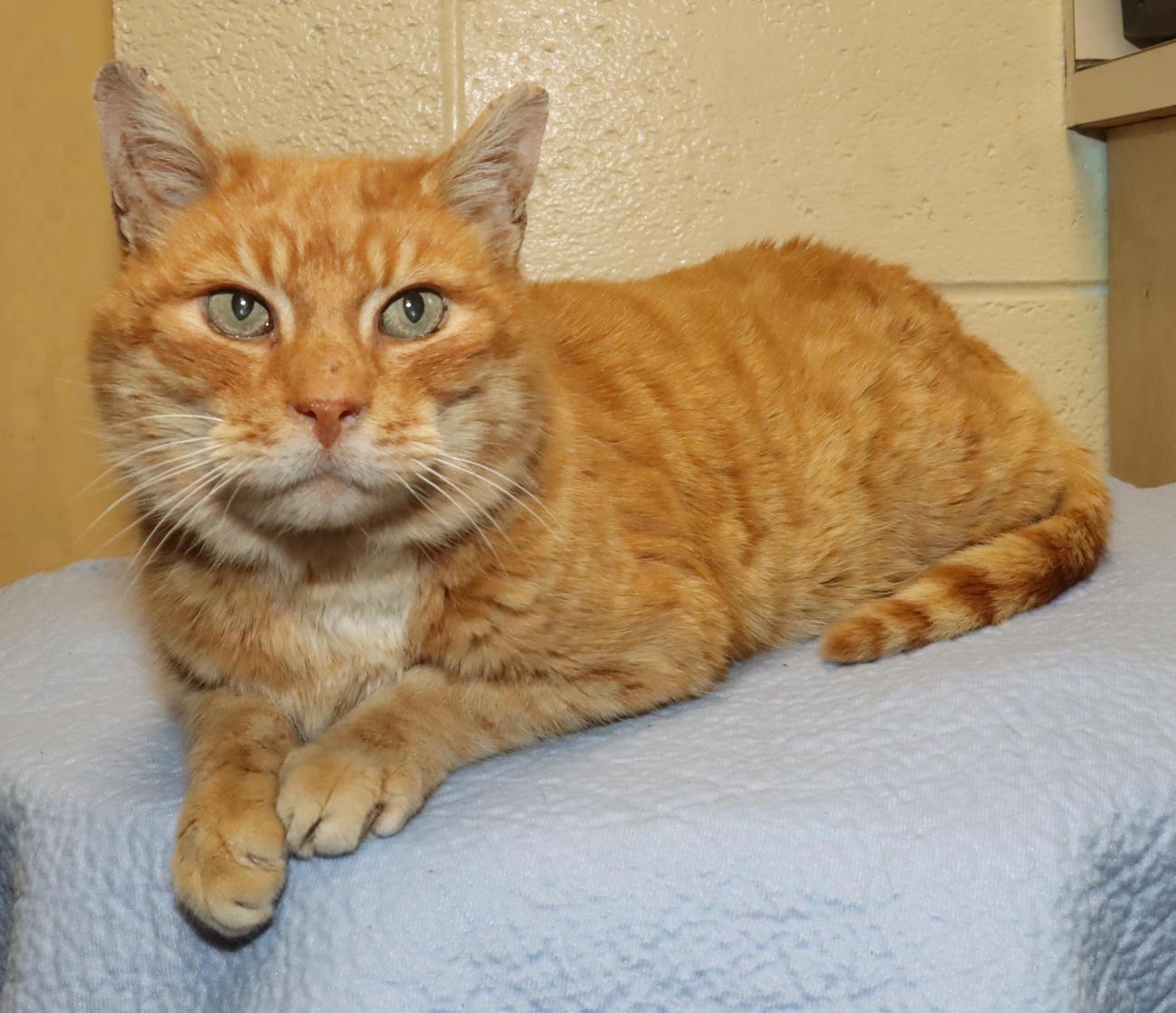 Enlarge Preston, an adopted Domestic Short Hair in Euclid, OH image 2/6