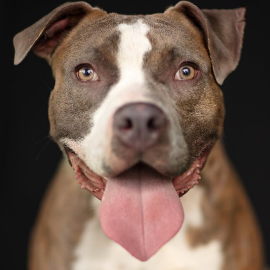 Hank, Adoptable, Adult Male Pit Bull Terrier.