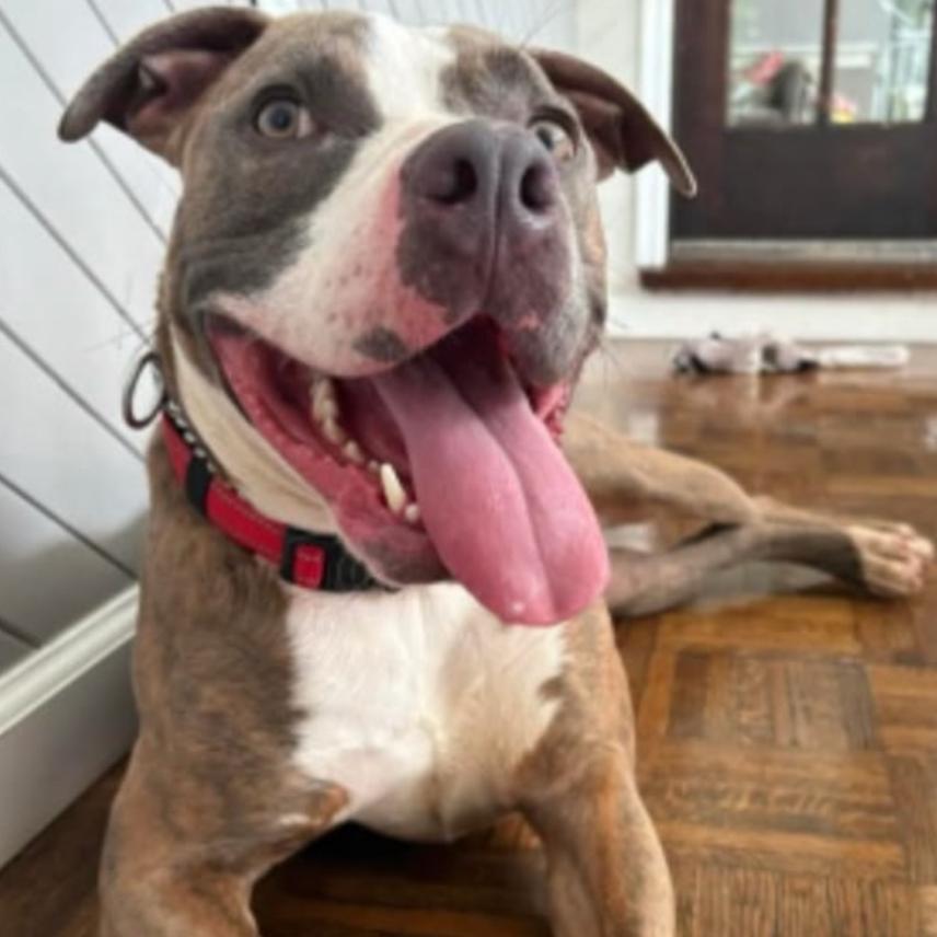 Hank, a Adoptable Pit Bull Terrier in Oceanside, NY image 3/6