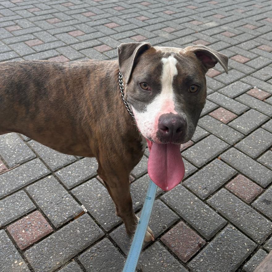 Hank, a Adoptable Pit Bull Terrier in Oceanside, NY image 5/6