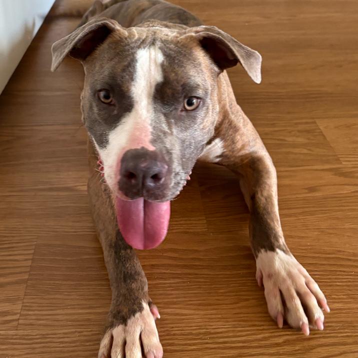 Hank, a Adoptable Pit Bull Terrier in Oceanside, NY image 6/6