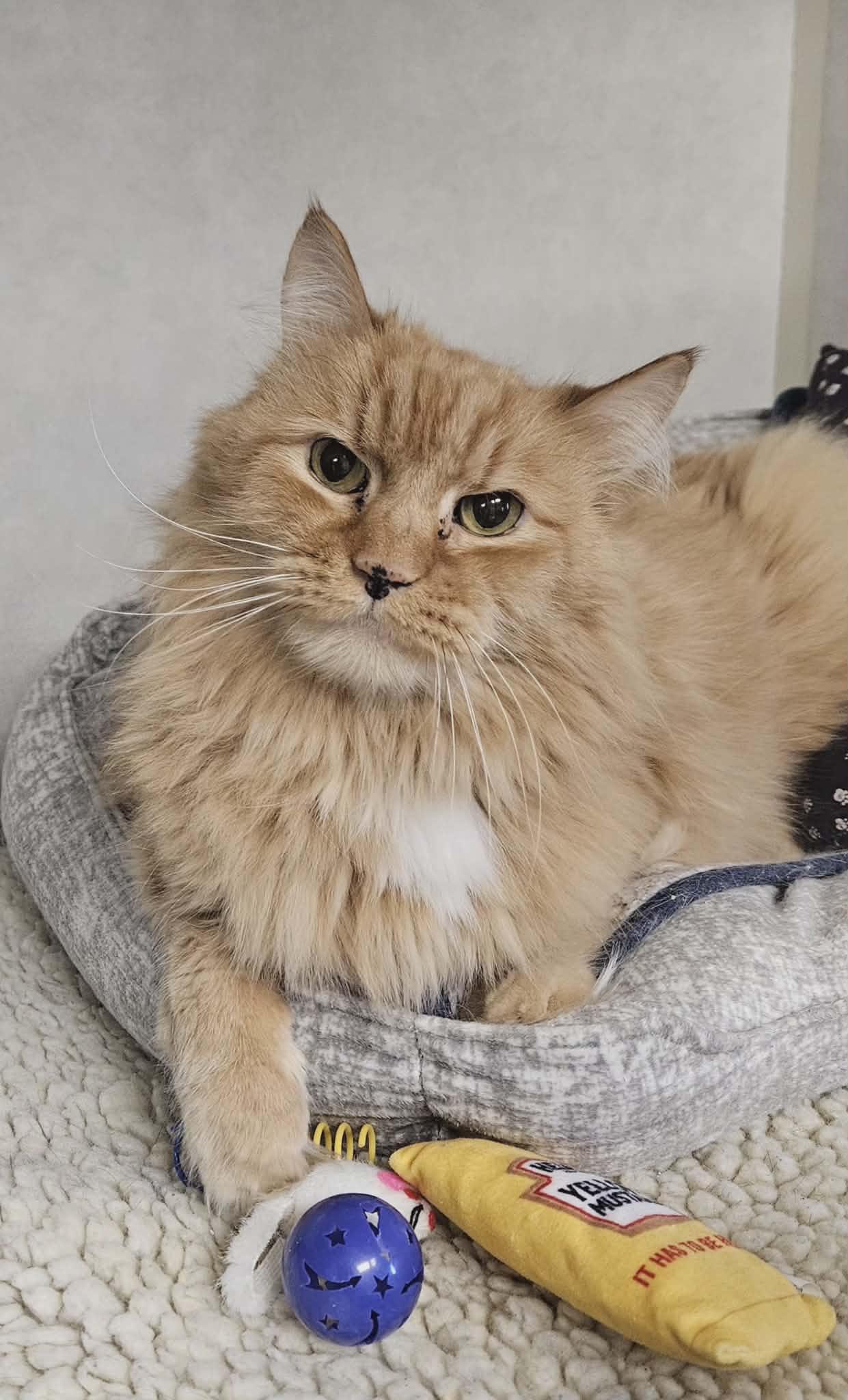 Harry , adopted, Senior Male Domestic Long Hair.