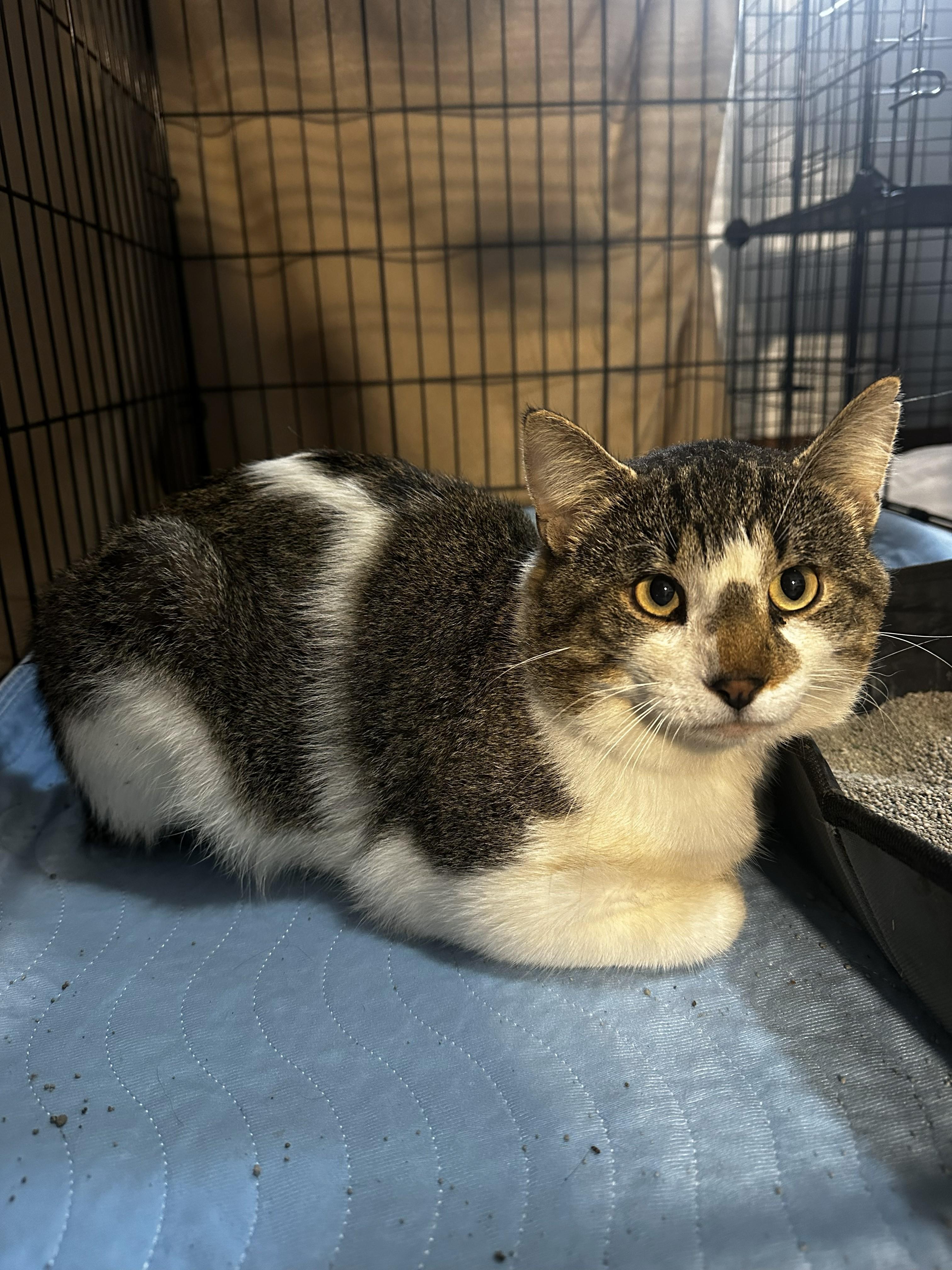 Enlarge Rocky, an adoptable Tabby in GALESVILLE, WI image 5/6