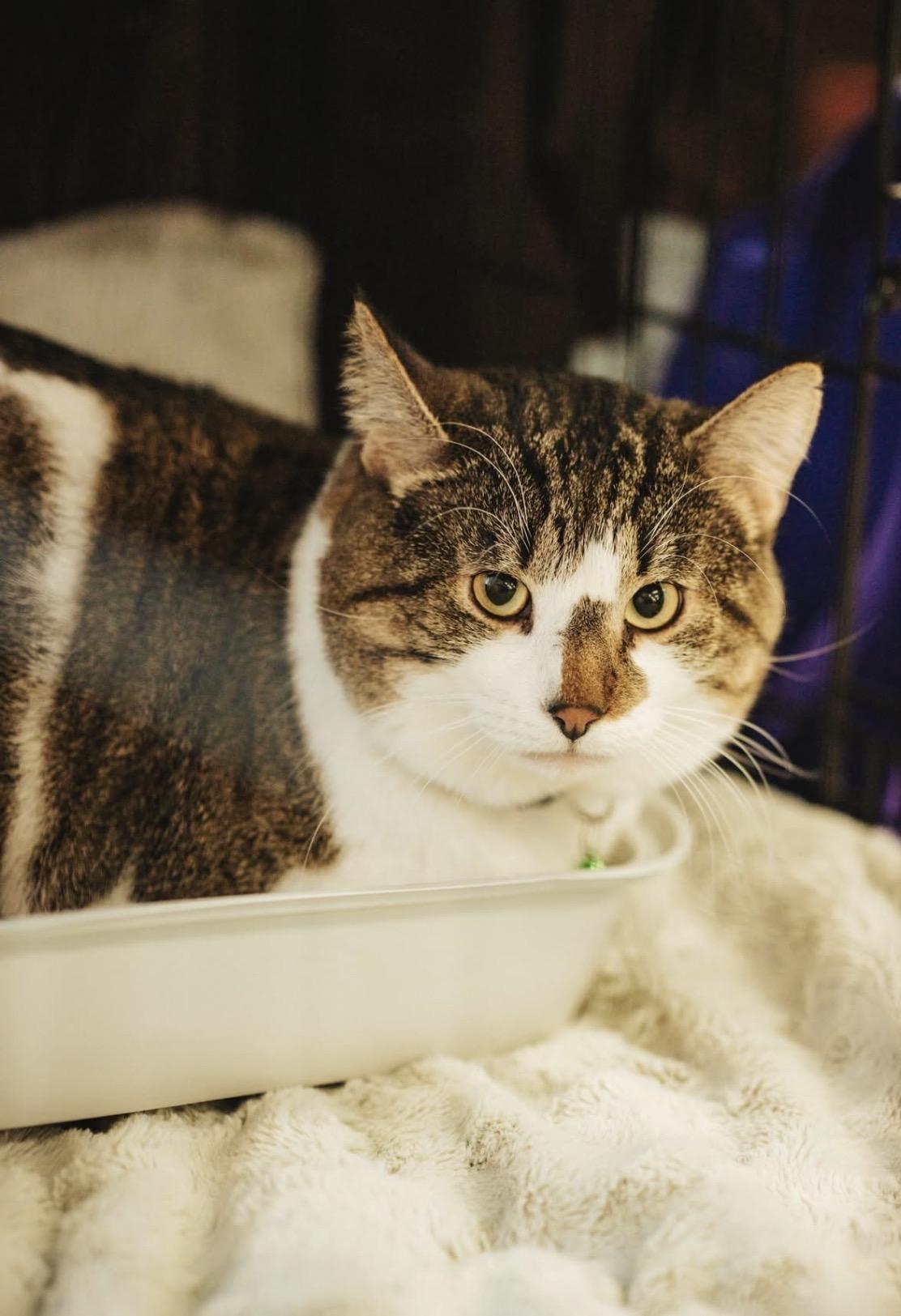 Rocky, adoptable, Adult Male Tabby.