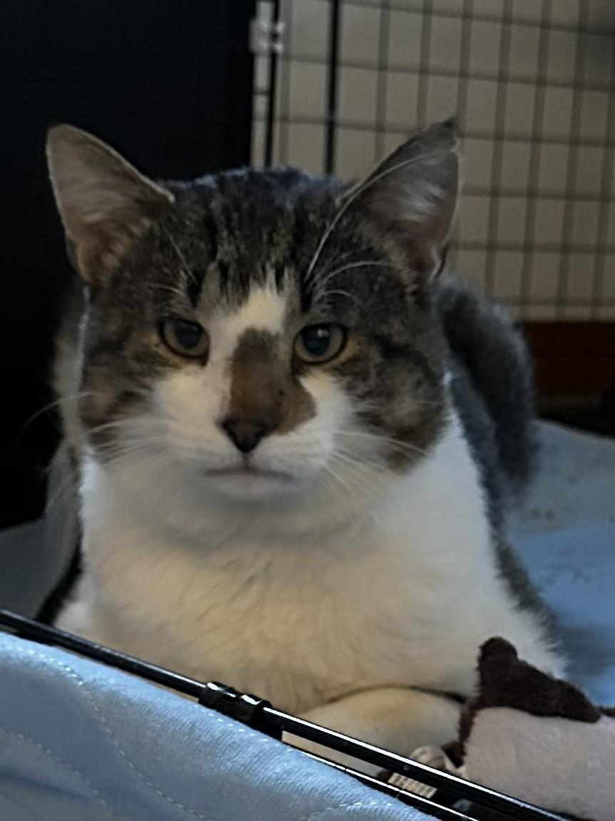 Enlarge Rocky, an adoptable Tabby in GALESVILLE, WI image 3/6