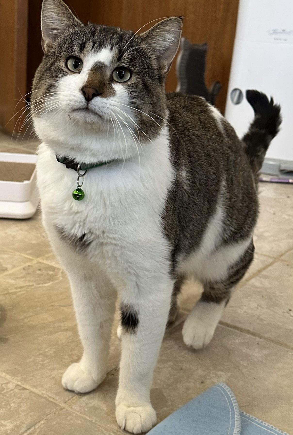 Enlarge Rocky, an adoptable Tabby in GALESVILLE, WI image 2/6