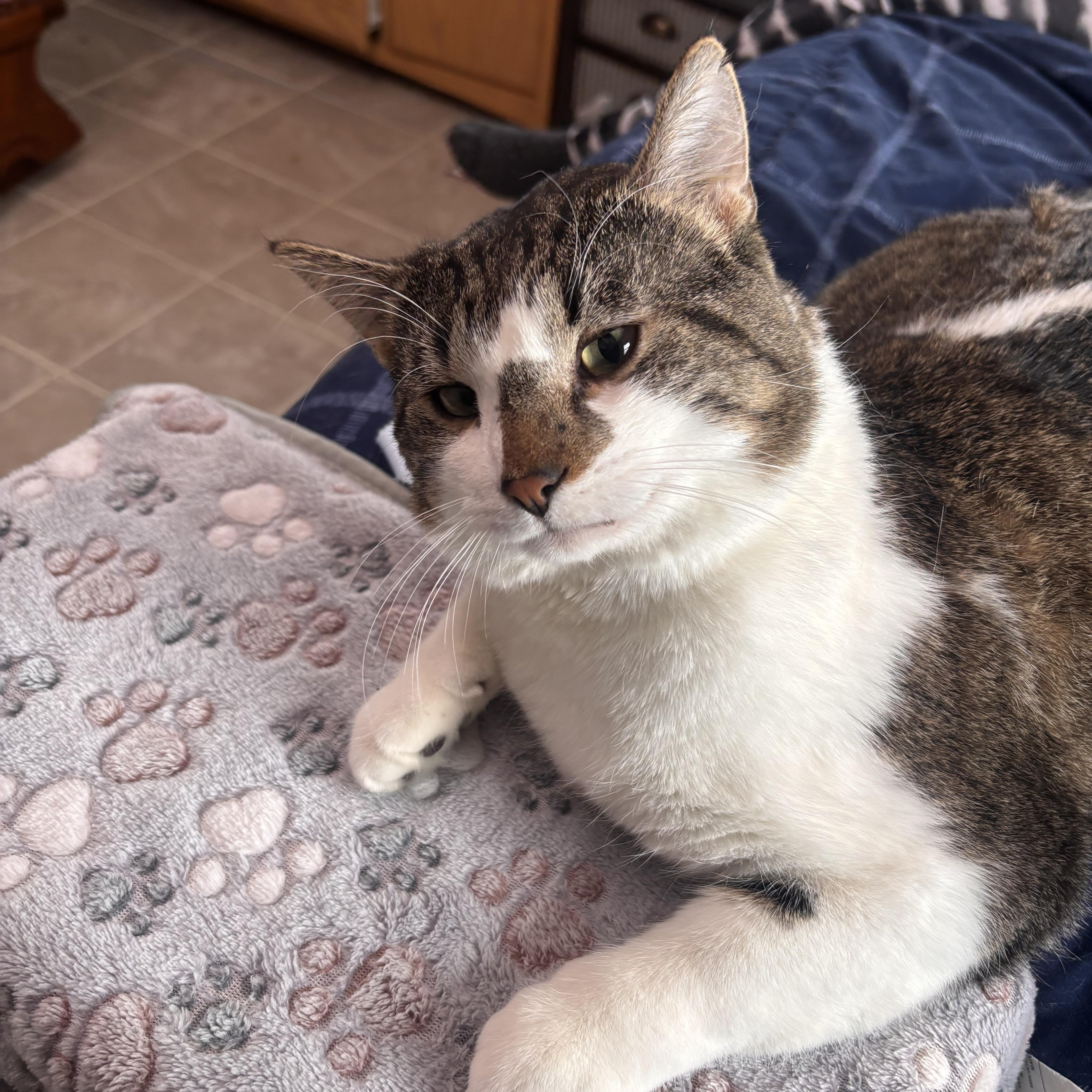 Enlarge Rocky, an adoptable Tabby in GALESVILLE, WI image 4/6