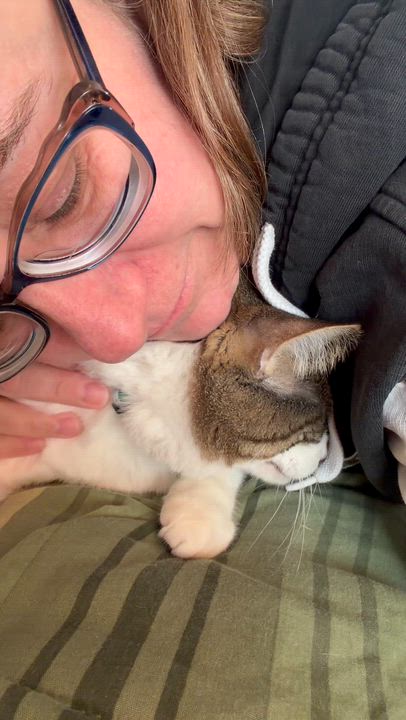 Enlarge Rocky, an adoptable Tabby in GALESVILLE, WI video 6/6