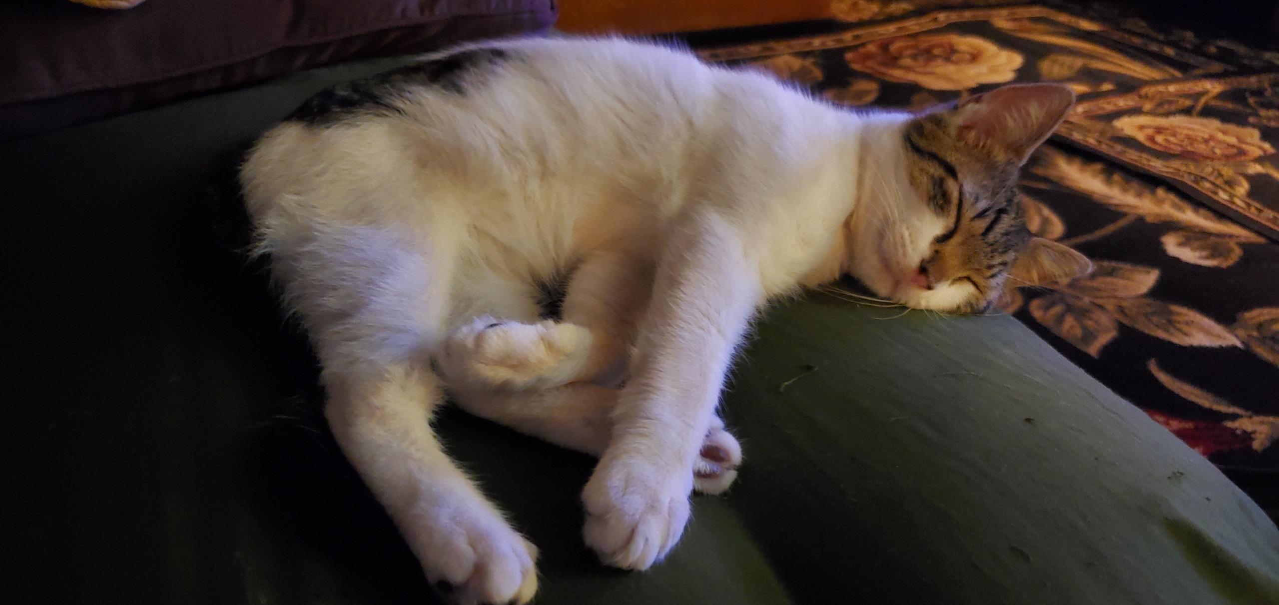 Enlarge Chevy, a Adopted Domestic Short Hair in Enfield, CT image 5/6
