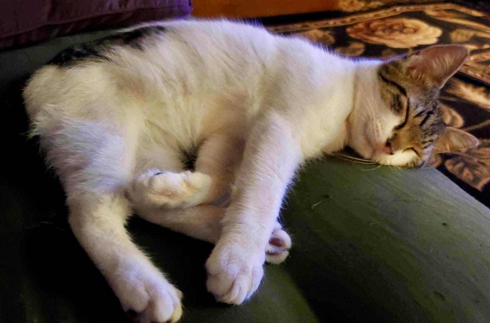 Enlarge Chevy, a Adopted Domestic Short Hair in Enfield, CT image 6/6