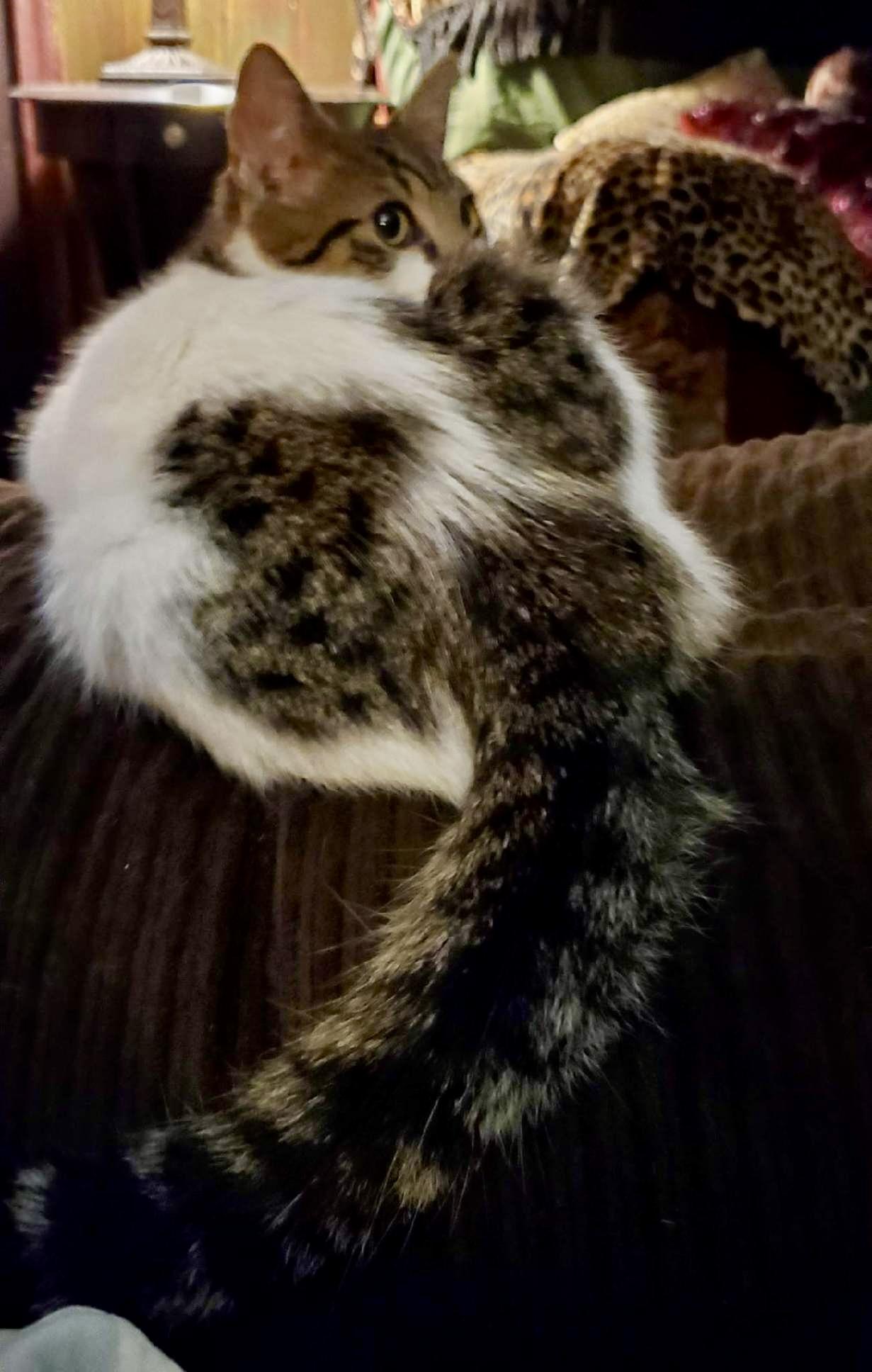 Enlarge Chevy, a Adopted Domestic Short Hair in Enfield, CT image 3/6