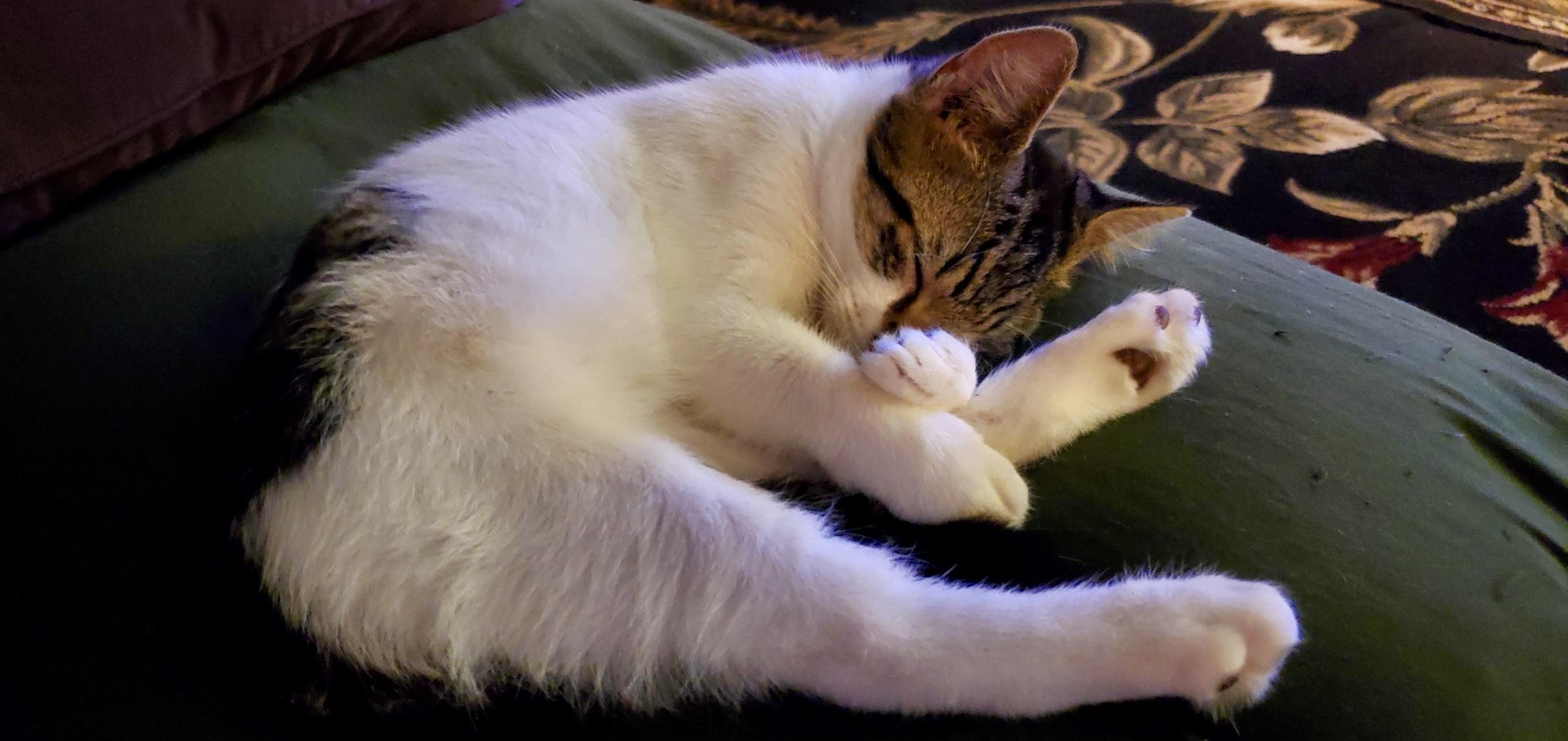 Enlarge Chevy, a Adopted Domestic Short Hair in Enfield, CT image 4/6