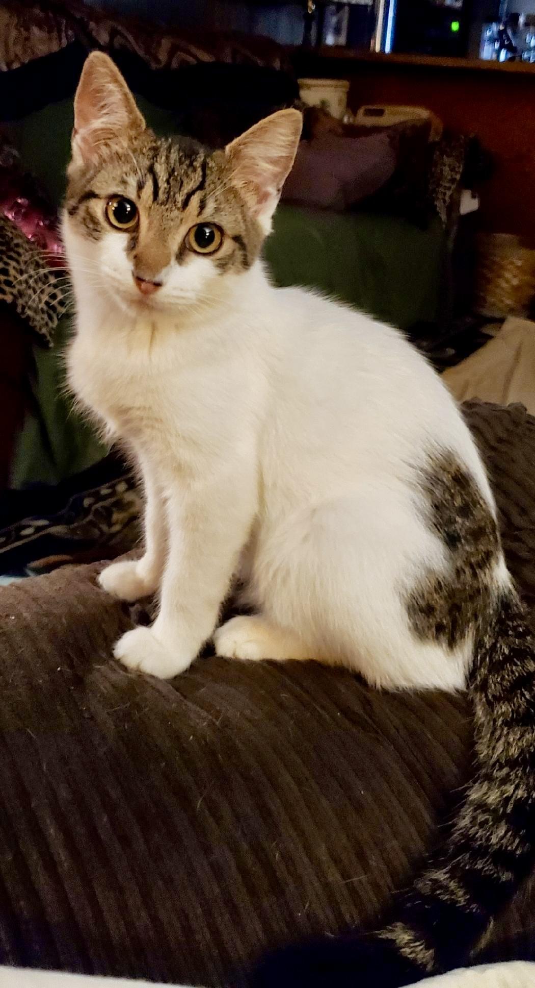 Enlarge Chevy, a Adopted Domestic Short Hair in Enfield, CT image 2/6