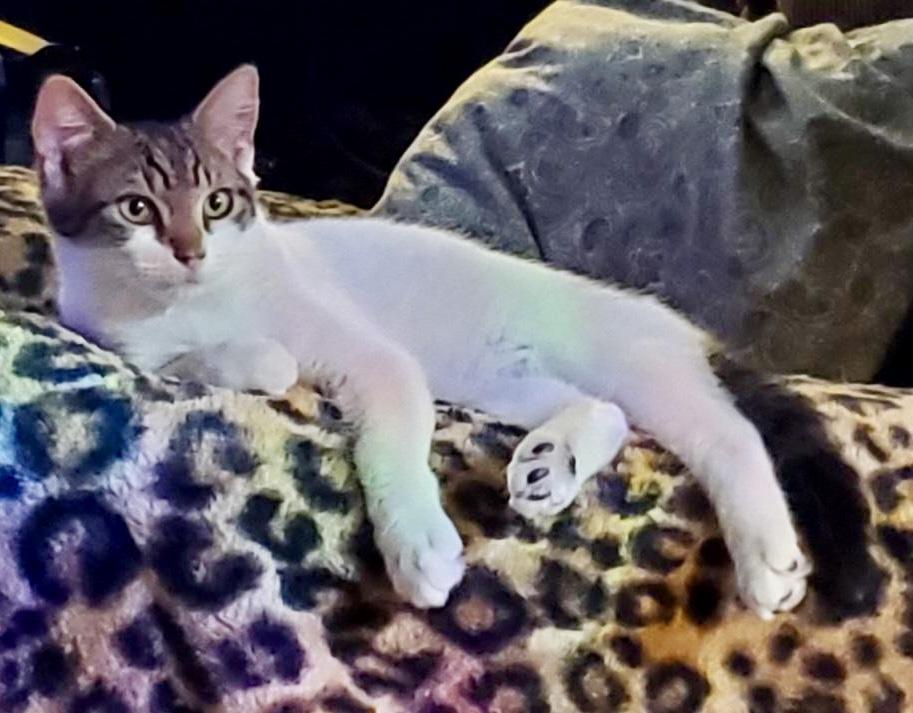 Chevy, Adopted, Kitten Male Domestic Short Hair.