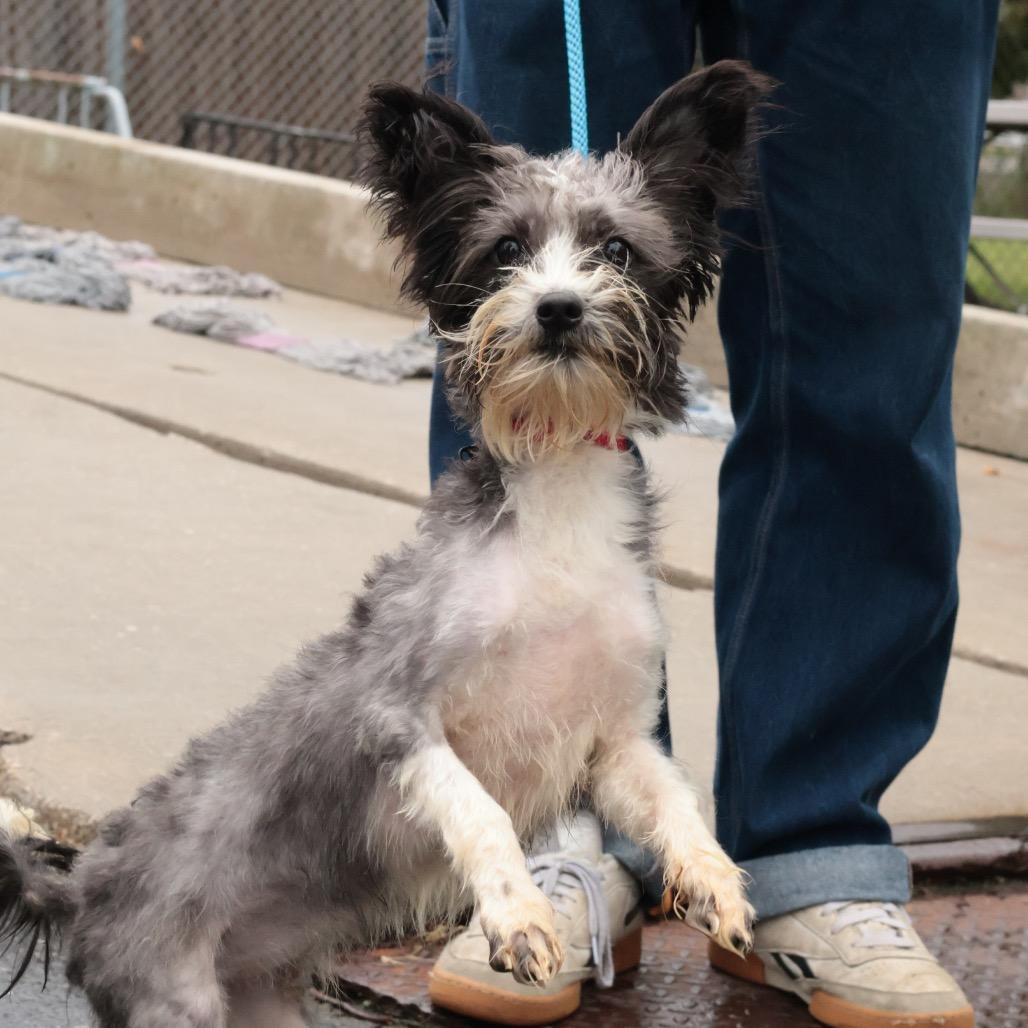 Sally, Adoptable, Adult Female Mixed Breed.