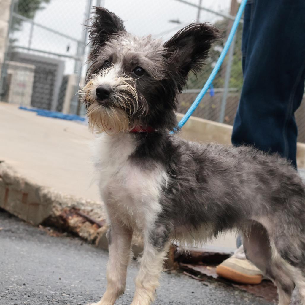 Enlarge Sally, a Adoptable Mixed Breed in Philadelphia, PA image 3/6