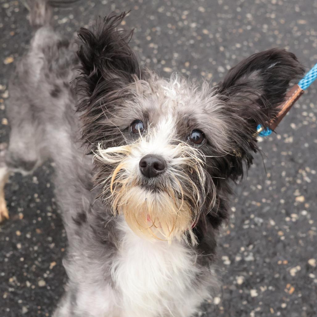 Enlarge Sally, a Adoptable Mixed Breed in Philadelphia, PA image 6/6