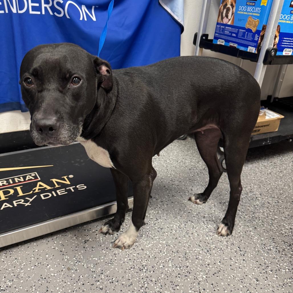 Jessica, Adoptable, Adult Female Labrador Retriever & Pit Bull Terrier.