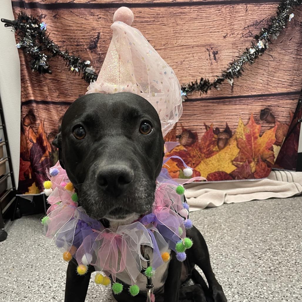 Jessica, a Adoptable mixed breed in Henderson, NV image 2/4