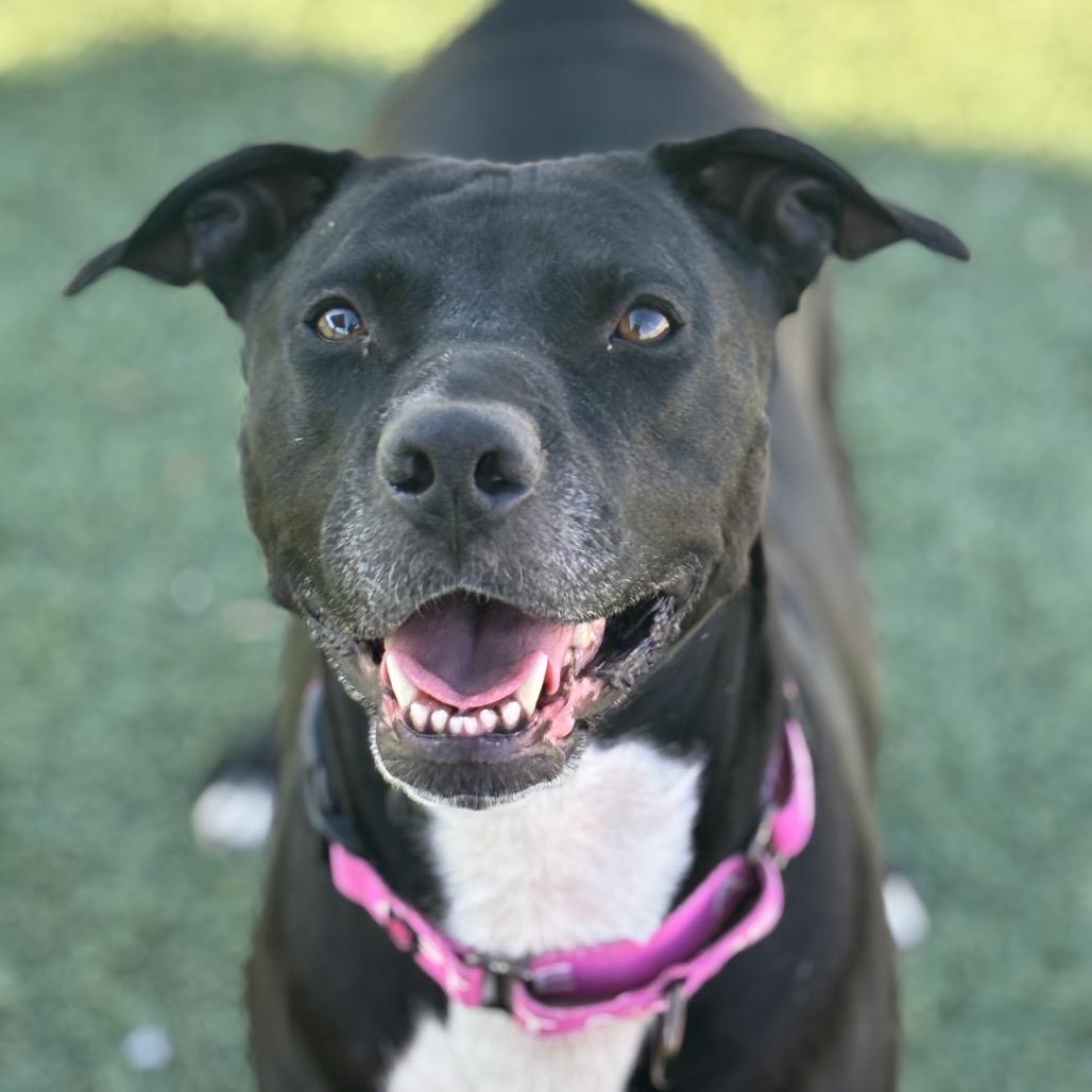 Jessica, a Adoptable mixed breed in Henderson, NV image 3/4